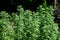 Close up of fresh green leaves of Artemisia absinthiumÂ wormwood,Â grand wormwood,Â absinthe or absinthium, in a garden in a